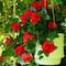 24" UV Resistant Artificial Hibiscus Hanging Plants, 2ct.